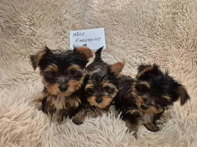 Chiots Yorkshire Morkie prêts pour l'adoption