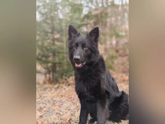 Femelle berger allemand 4 ans CKC + OFA