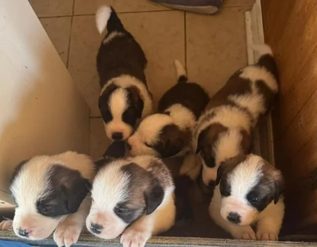 saint bernard