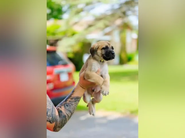 Adorable chiot thumbnail 5