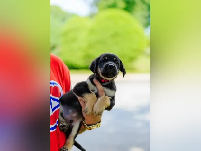 Adorable chiot