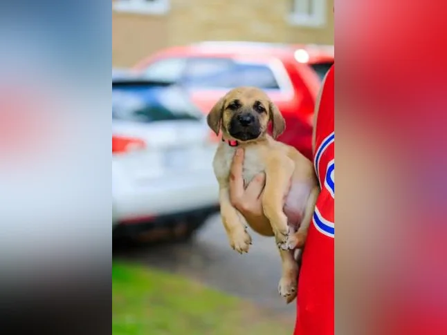 Adorable chiot thumbnail 6