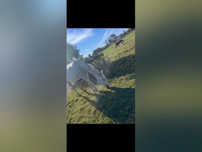 Pension pour chevaux thumbnail 2