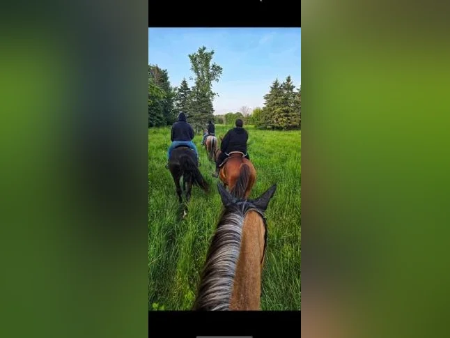 Pension pour chevaux thumbnail 7