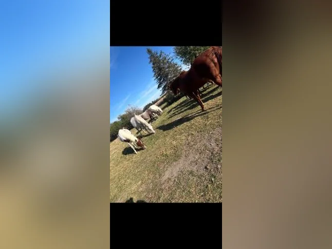 Pension pour chevaux thumbnail 3