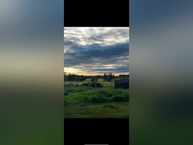 Pension pour chevaux