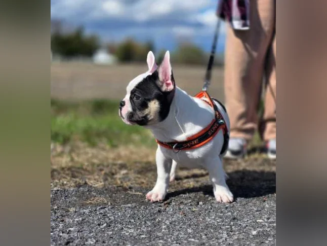 Bouledogue francais thumbnail 4