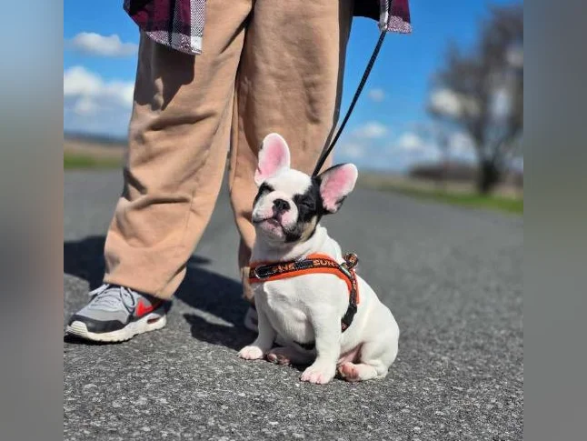 Bouledogue francais thumbnail 3