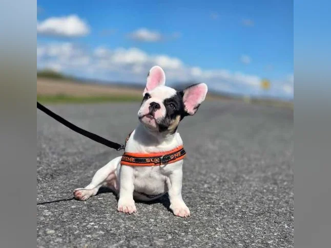 Bouledogue francais thumbnail 2