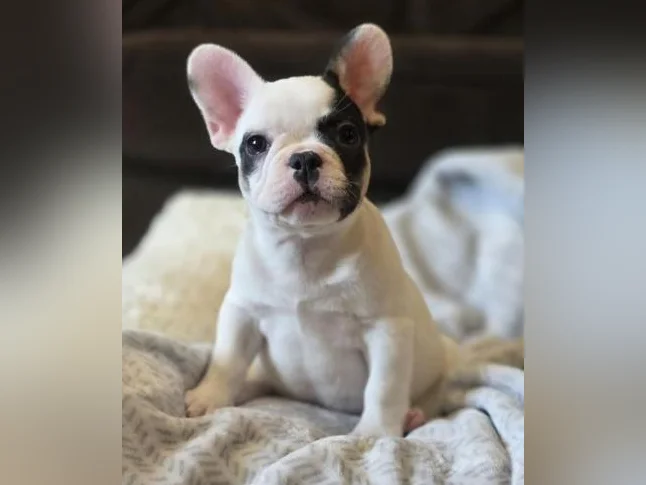Bouledogue francais