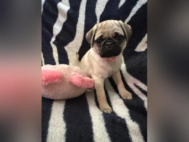Bébés Pug prêt à quitter pour leur nouvelle famille