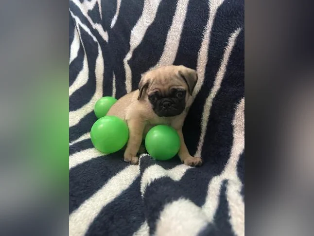 Bébés Pug prêt à quitter pour leur nouvelle famille thumbnail 6