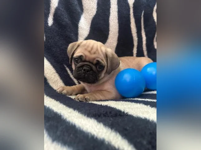 Bébés Pug prêt à quitter pour leur nouvelle famille thumbnail 9