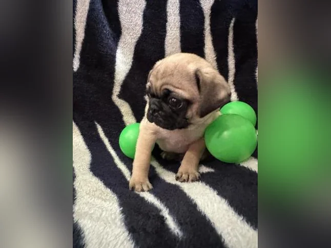 Bébés Pug prêt à quitter pour leur nouvelle famille thumbnail 7