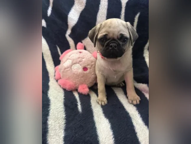 Bébés Pug prêt à quitter pour leur nouvelle famille thumbnail 2