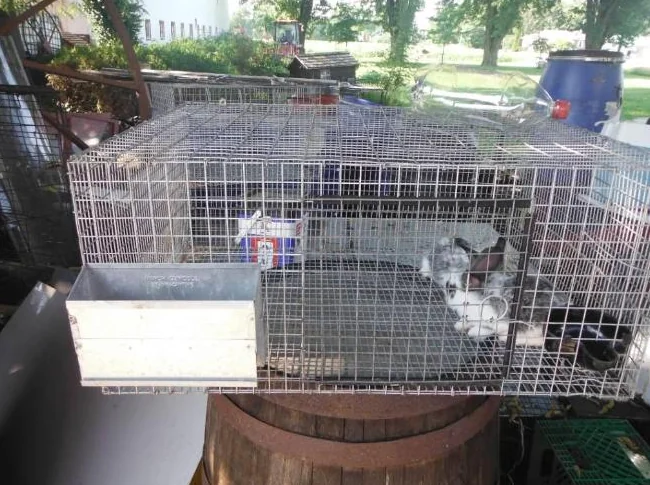CAGE TOUTE ÉQUIPÉE AVEC 2 BÉBÉ LAPIN A $50 A FARNHAM thumbnail 2