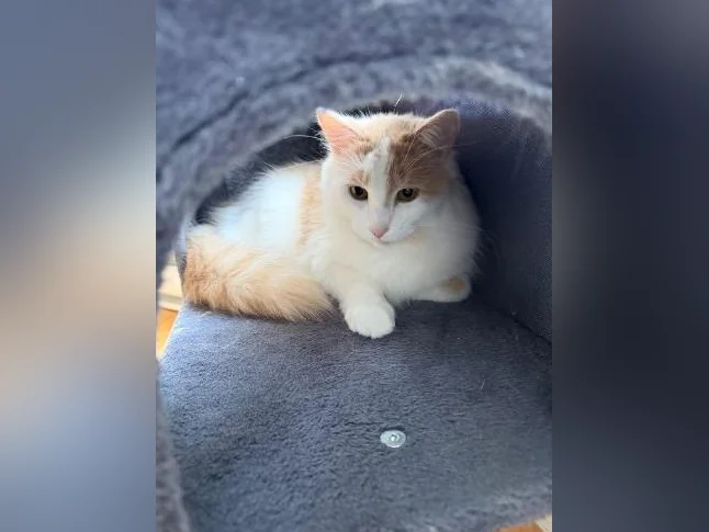 Magnifique chat de 2 ans à vendre! Hyppoallergénique! thumbnail 7