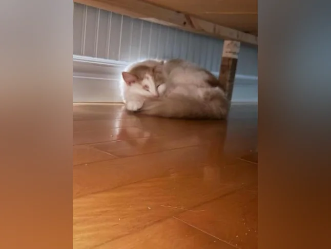 Magnifique chat de 2 ans à vendre! Hyppoallergénique! thumbnail 2