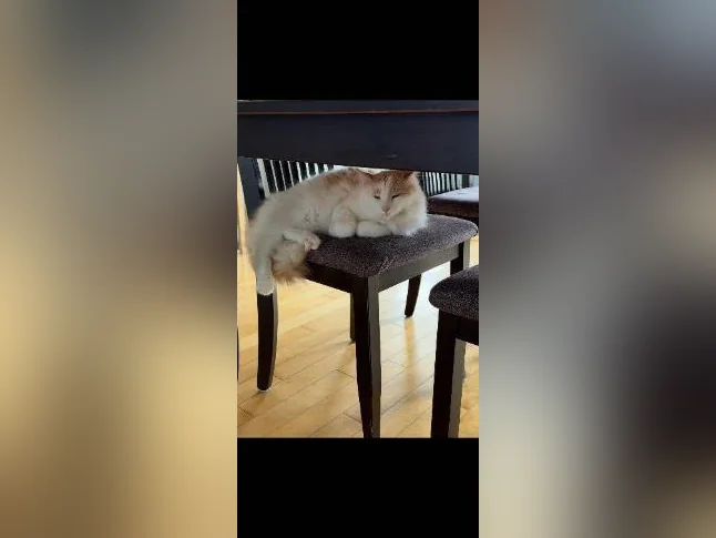 Magnifique chat de 2 ans à vendre! Hyppoallergénique! thumbnail 4