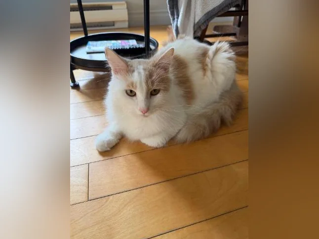 Magnifique chat de 2 ans à vendre! Hyppoallergénique!