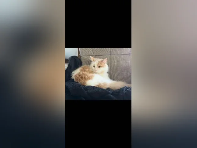 Magnifique chat de 2 ans à vendre! Hyppoallergénique! thumbnail 5