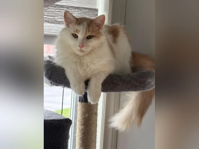 Magnifique chat de 2 ans à vendre! Hyppoallergénique! thumbnail 6