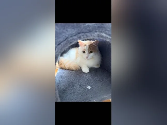 Magnifique chat de 2 ans à vendre! Hyppoallergénique! thumbnail 3