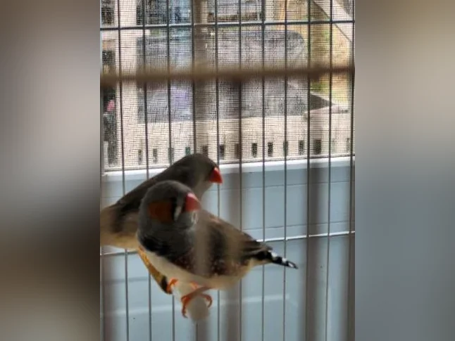 Pinsons mandarin joues noirs et joues rouges thumbnail 2