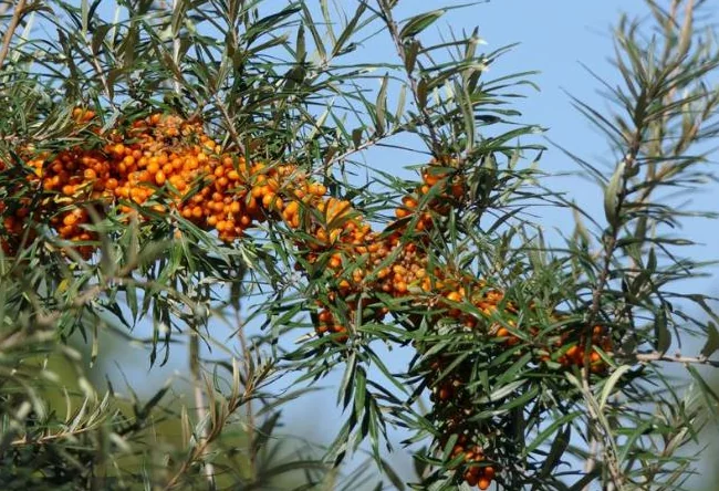 Arbres fruitiers, petits fruits et arbustes ornementaux – Producteur local thumbnail 10