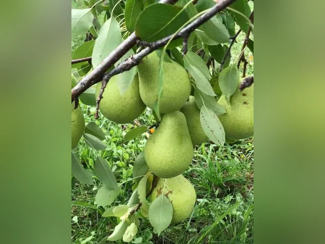 Arbres fruitiers, petits fruits et arbustes ornementaux – Producteur local thumbnail 6