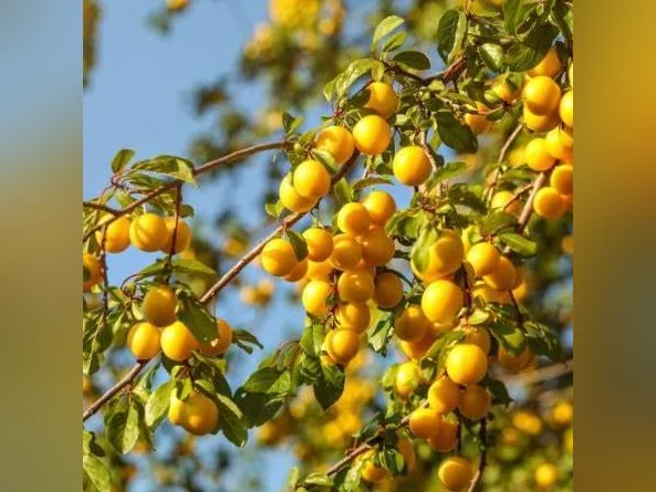 Arbres fruitiers, petits fruits et arbustes ornementaux – Producteur local thumbnail 5