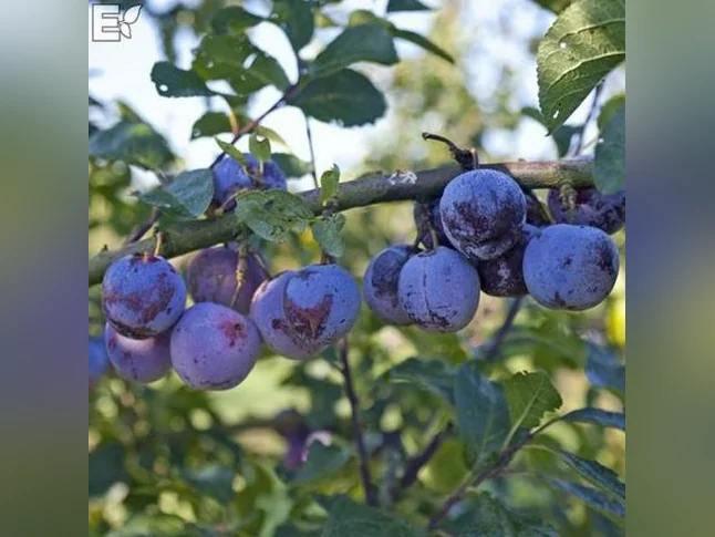 Arbres fruitiers, petits fruits et arbustes ornementaux – Producteur local thumbnail 4