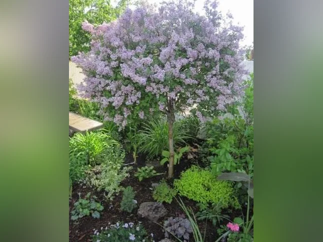 Arbres fruitiers, petits fruits et arbustes ornementaux – Producteur local thumbnail 8