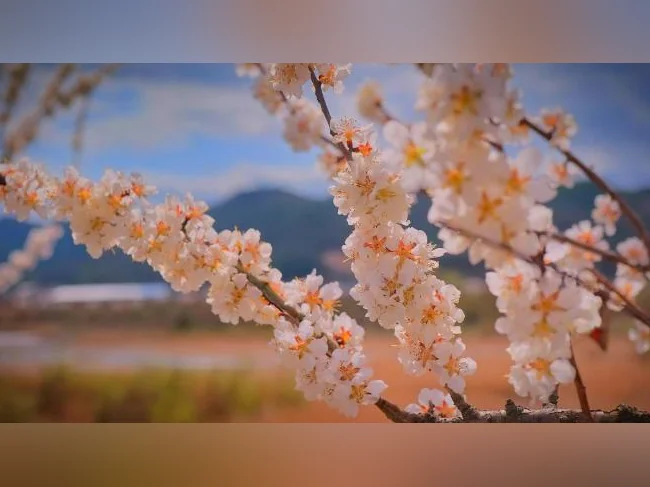 Arbres fruitiers, petits fruits et arbustes ornementaux – Producteur local