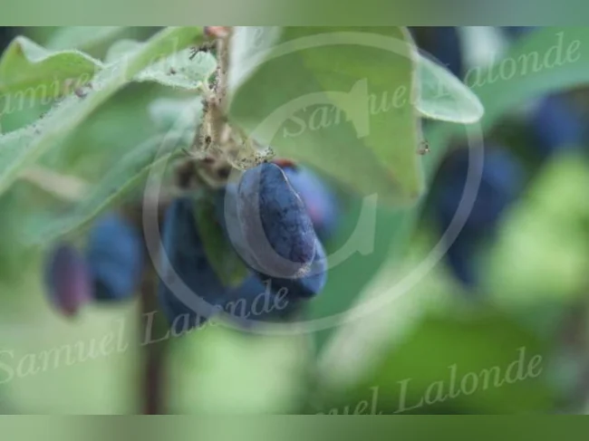 Arbres fruitiers, petits fruits et arbustes ornementaux – Producteur local thumbnail 2
