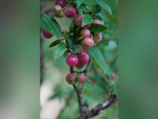 Arbres fruitiers, petits fruits et arbustes ornementaux – Producteur local thumbnail 9