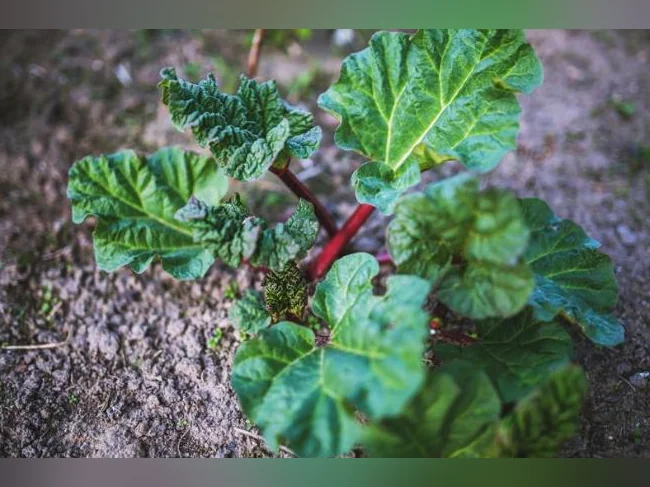 Arbres fruitiers, petits fruits et arbustes ornementaux – Producteur local thumbnail 7