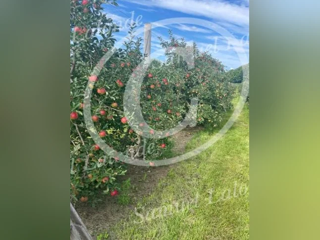 Arbres fruitiers, petits fruits et arbustes ornementaux – Producteur local thumbnail 3
