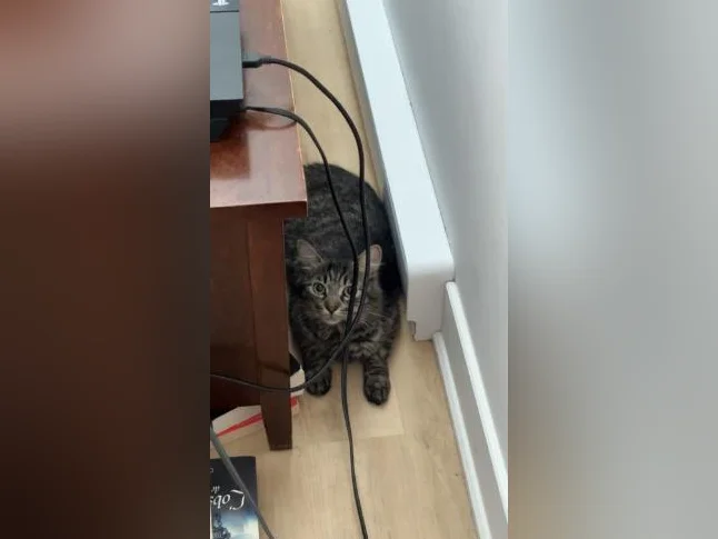 Chat main coon et tabby thumbnail 2