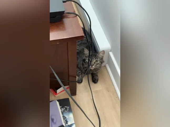 Chat main coon et tabby