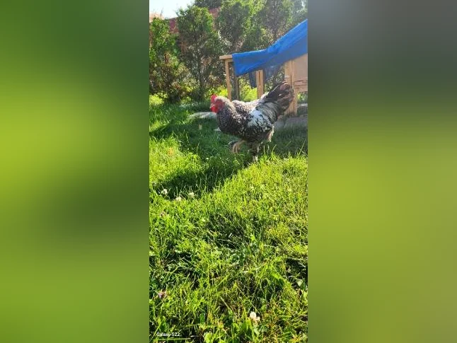 Coq