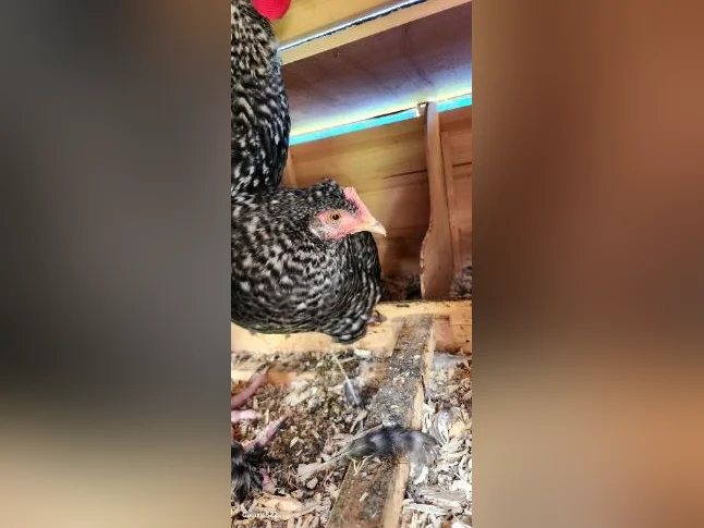 Coq thumbnail 3