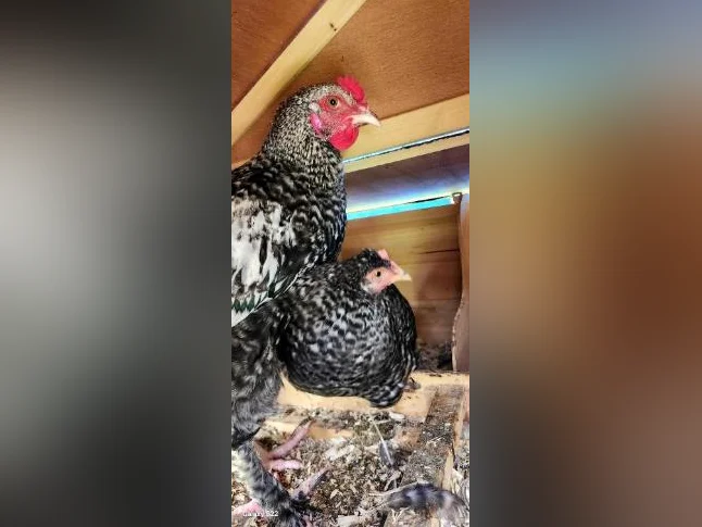 Coq thumbnail 2