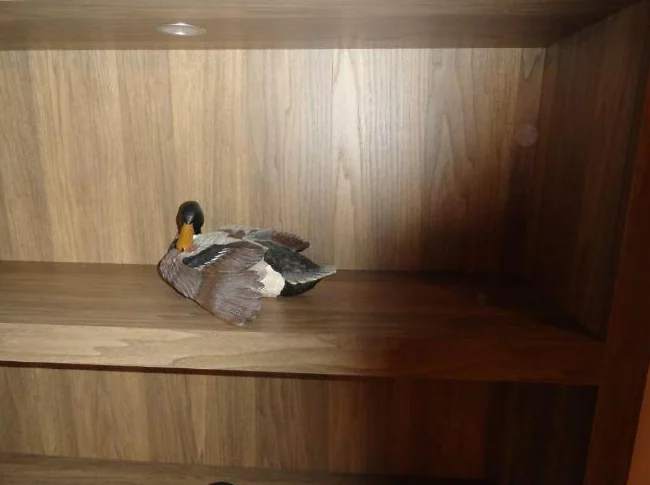 Canards pour collection ou décoration thumbnail 8