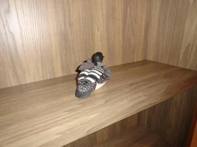 Canards pour collection ou décoration thumbnail 6