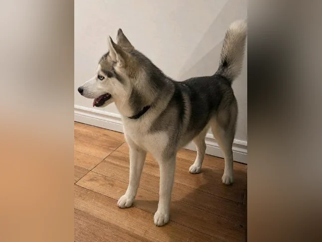 femelle husky sibérien thumbnail 2
