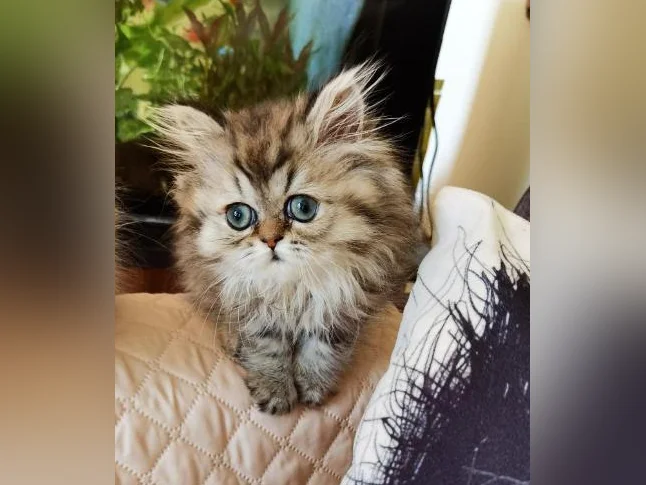 Chaton persan golden tabby thumbnail 2
