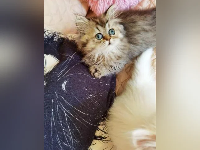 Chaton persan golden tabby thumbnail 3