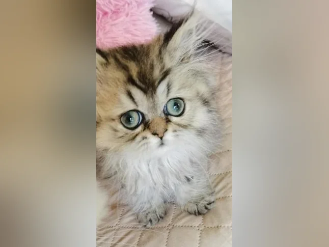 Chaton persan golden tabby