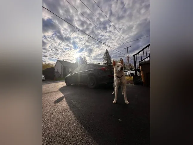Chien berger husky blanc thumbnail 7